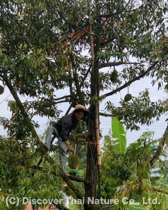 Durian farmer harvesting fruit from a tree