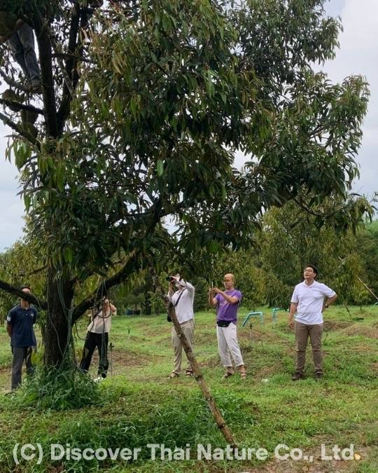 Discover Thai Nature participants learning in a Thai orchard