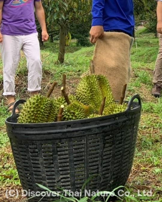Freshly harvested durians arranged in a basket