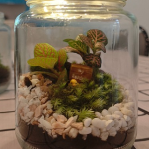 Handmade terrarium in a glass jar for the Terrarium Workshop